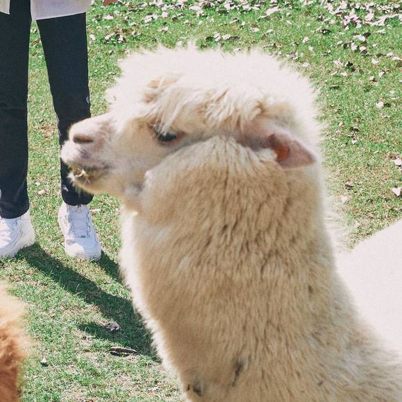 maomaolimml